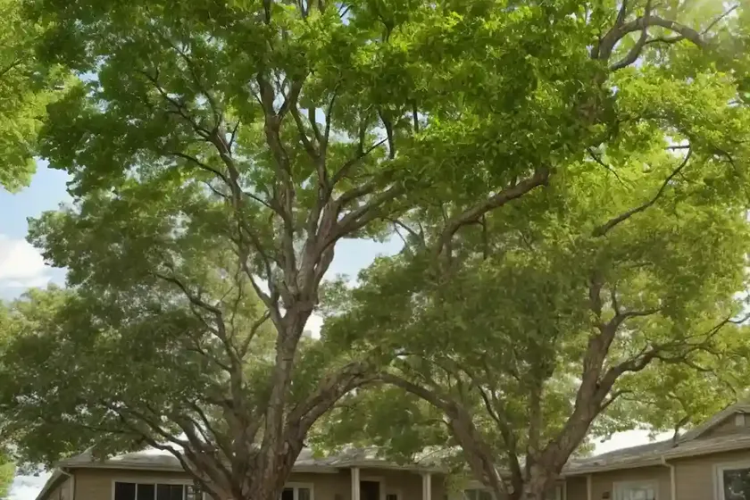 American sycamore (platanus occidentalis) — photo 3