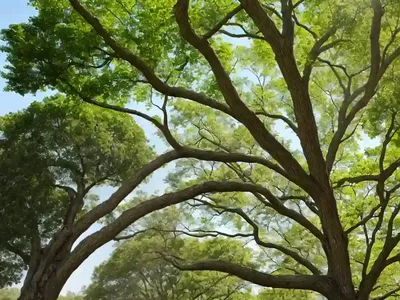 American Sycamore (Platanus Occidentalis)