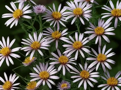 Ampelaster Carolinianus (Climbing Aster)