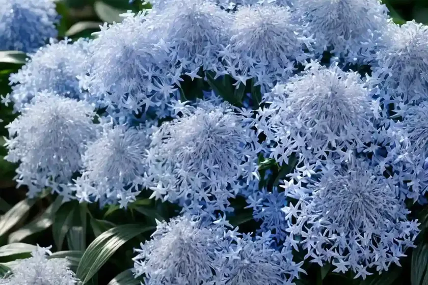 Amsonia ‘blue ice’ (blue star) — photo 2