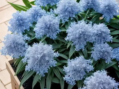 Amsonia ‘Blue Ice’ (Blue Star)