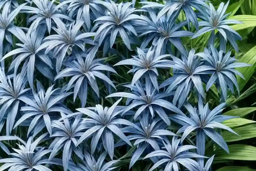 Amsonia ciliata (fringed blue star) — photo 3
