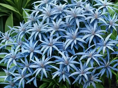 Amsonia Ciliata (Fringed Blue Star)