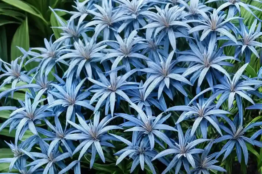 Amsonia ciliata (fringed blue star)