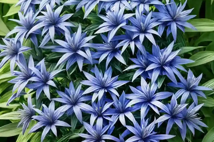 Amsonia hubrichtii (narrowleaf bluestar) — photo 2
