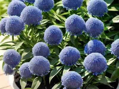 Amsonia Hubrichtii (Narrowleaf Bluestar)