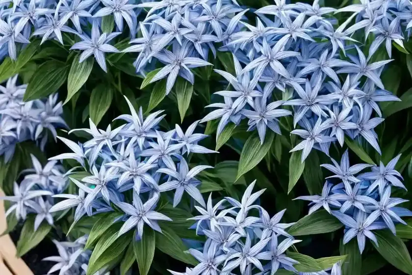 Amsonia tabernaemontana (blue star) — photo 3