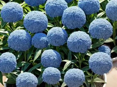 Amsonia Tabernaemontana (Blue Star)
