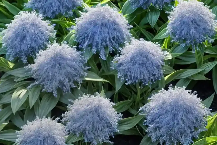 Amsonia tabernaemontana ‘storm cloud’ (blue star) — photo 2