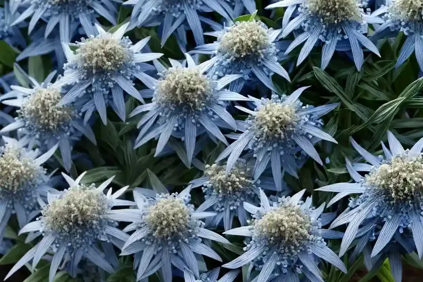 Amsonia tabernaemontana ‘storm cloud’ (blue star) — photo 3