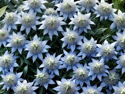 Amsonia Tabernaemontana ‘Storm Cloud’ (Blue Star)