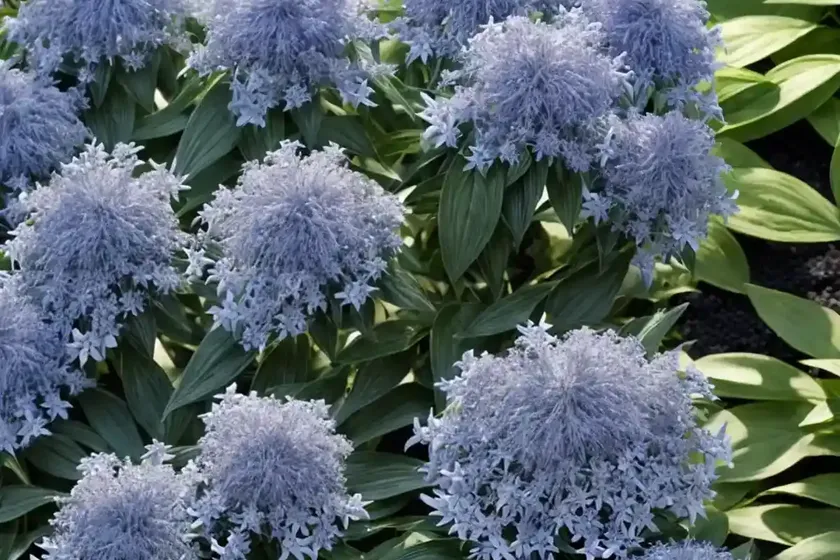 Amsonia tabernaemontana var. salicifolia (eastern blue star) — photo 3