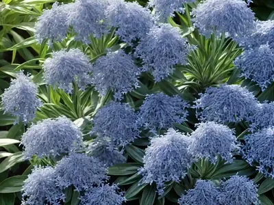 Amsonia Tabernaemontana Var. Salicifolia (Eastern Blue Star)