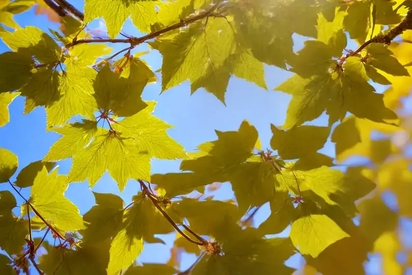 Amur maple (acer tataricum subsp. ginnala) — photo 3
