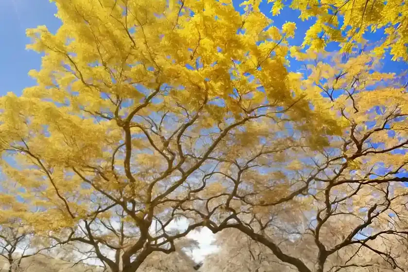 Amur maple (acer tataricum subsp. ginnala)