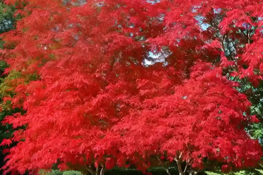 Amur maple (acer tataricum subsp. ginnala ‘mandy’ red rhapsody) — photo 2