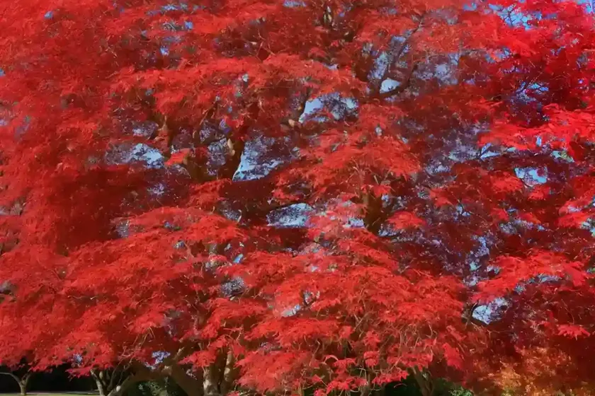 Amur maple (acer tataricum subsp. ginnala ‘mandy’ red rhapsody) — photo 3