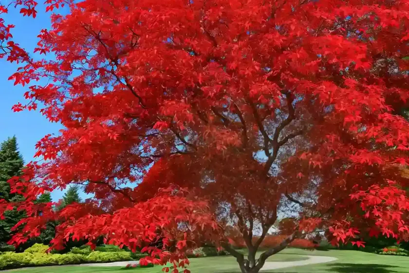 Amur maple (acer tataricum subsp. ginnala ‘mandy’ red rhapsody)