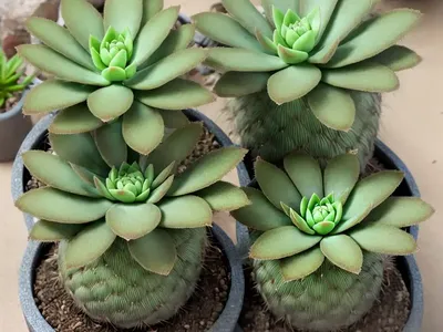 Anacampseros Telephiastrum (Anacampseros Telephiastrum)