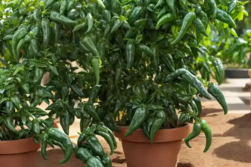 Anaheim pepper (capsicum annuum longum ‘anaheim’) — photo 3
