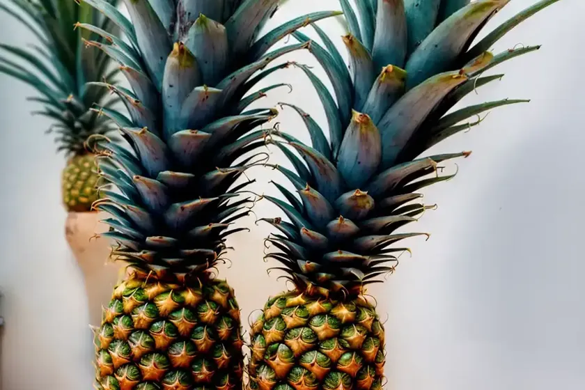 Ananas bracteatus (ananas bracteatus) — photo 3