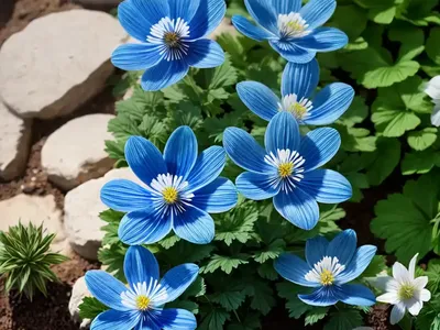 Anemone Blanda ‘Blue Shades’ (Grecian Windflower)