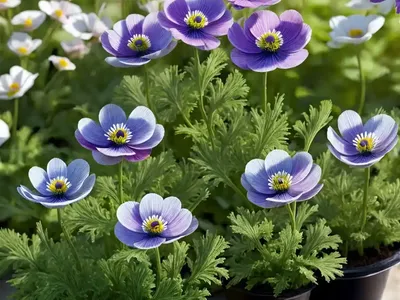 Anemone Coronaria ‘Sylphide’)