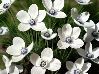 Anemone Nemorosa ‘Vestal’ (Wood Anemone)