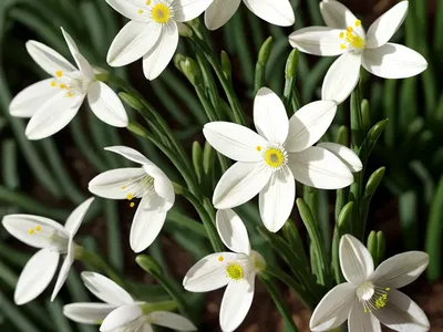 Anemone Sylvestris ‘Madonna’ (Snowdrop Anemone)