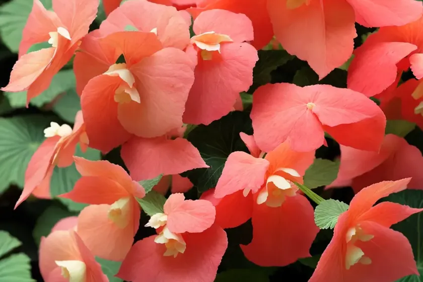 Angel wing begonia (begonia coccinea)