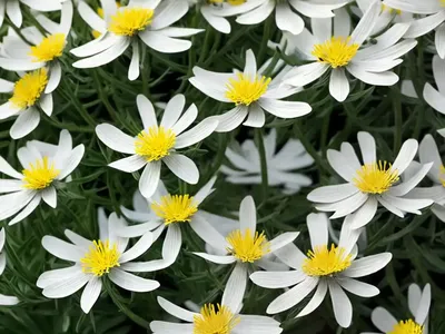 Angel Wing Senecio (Senecio Candicans Angel Wings)