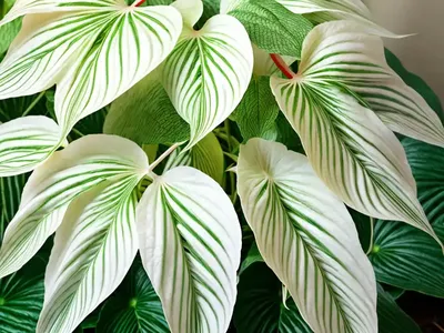 Angel-wing White Christmas (Caladium)