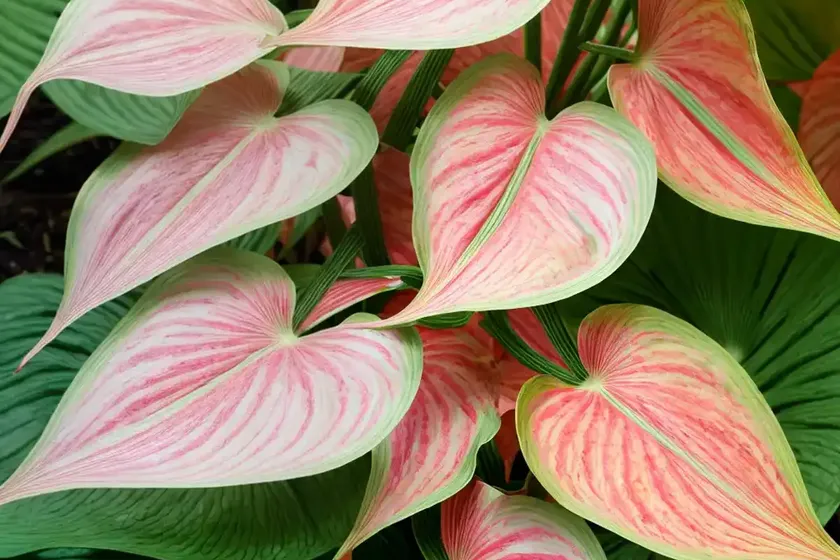 Angel wings ‘carolyn whorton’ (caladium ‘carolyn whorton’) — photo 3