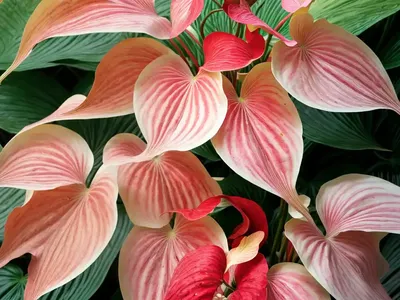 Angel Wings ‘carolyn Whorton’ (Caladium ‘carolyn Whorton’)