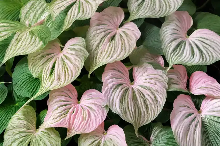 Angel wings ‘miss muffet’ (caladium ‘miss muffet’) — photo 3