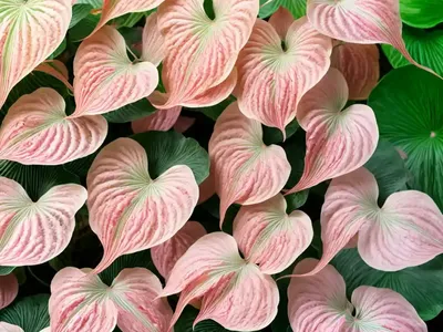 Angel Wings ‘miss Muffet’ (Caladium ‘miss Muffet’)