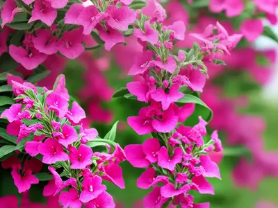 Angelonia ‘Angelface Perfectly Pink’ (Summer Snapdragon)