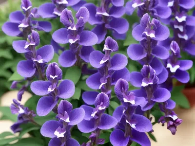Angelonia ‘Angelface Steel Blue’ (Summer Snapdragon)