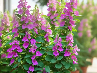 Angelonia ‘Angelface Super White’ (Summer Snapdragon)