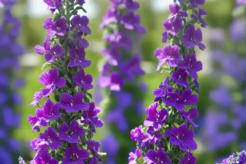 Angelonia ‘angelface wedgwood blue’ (summer snapdragon) — photo 3