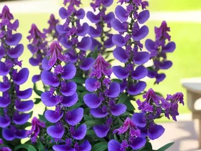 Angelonia ‘Angelface Wedgwood Blue’ (Summer Snapdragon)