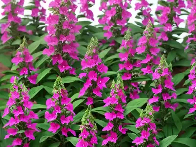 Angelonia ‘Angelface White’ (Summer Snapdragon)