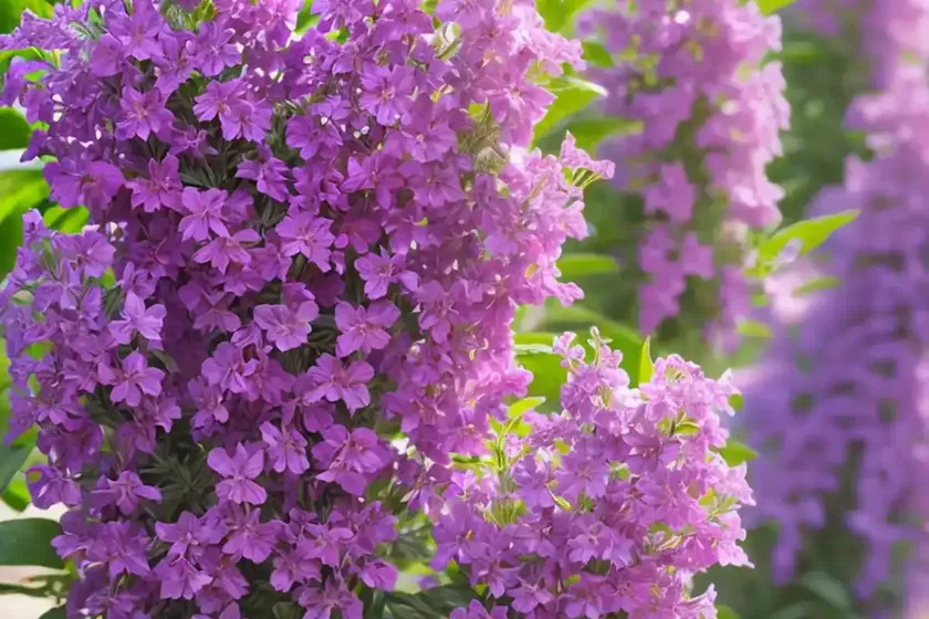 Angelonia (angelonia) — photo 3
