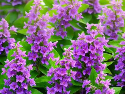 Angelonia (Angelonia)