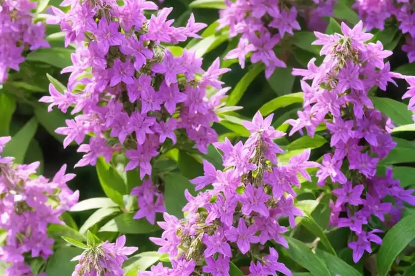 Angelonia (angelonia angustifolia) — photo 3