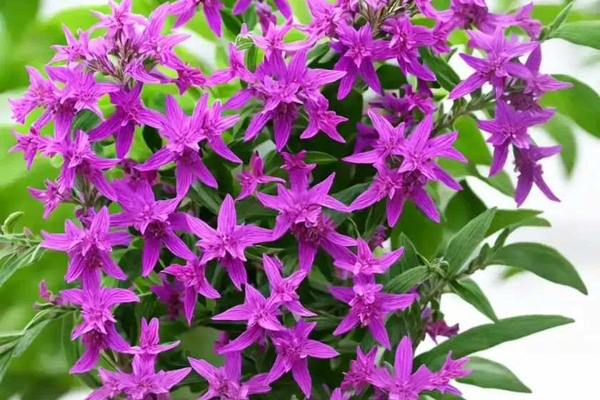 Angelonia (angelonia angustifolia serena mixture) — photo 2