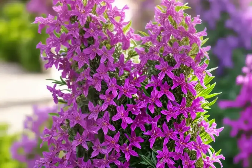 Angelonia (angelonia angustifolia serena mixture) — photo 3