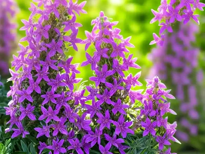Angelonia (Angelonia Angustifolia SERENA MIXTURE)