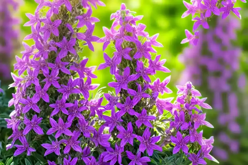Angelonia (angelonia angustifolia serena mixture)