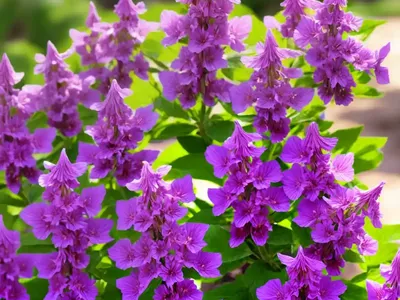 Angelonia Biflora (Angelonia Biflora)